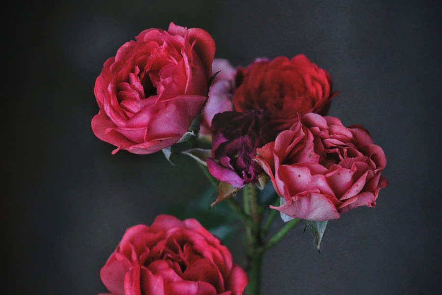 Rote Rosen vor dunklem Hintergrund