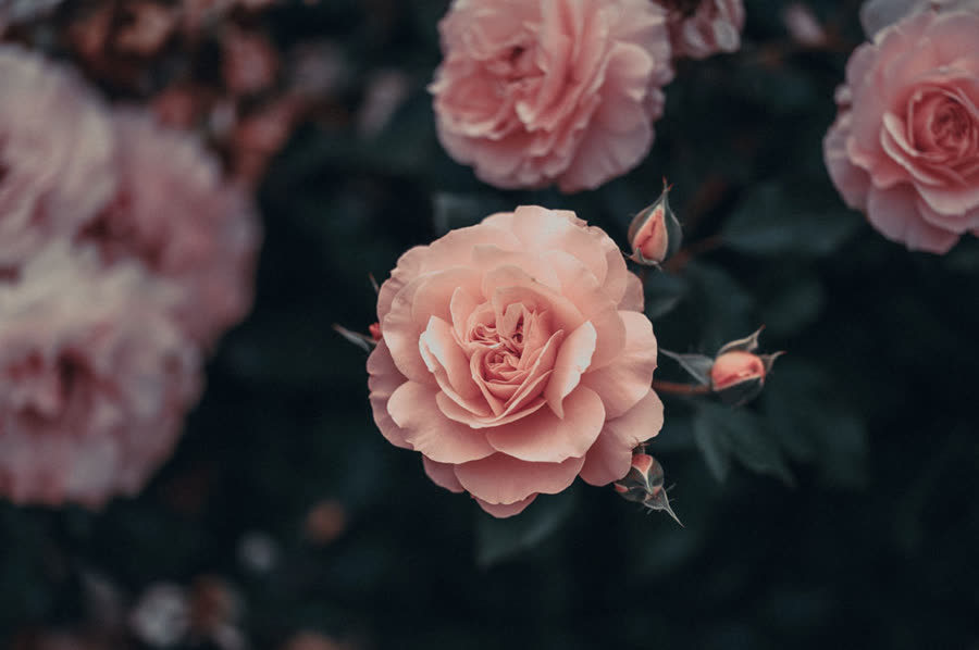 Zartrosa Rosen, eine stille Geste des Abschieds