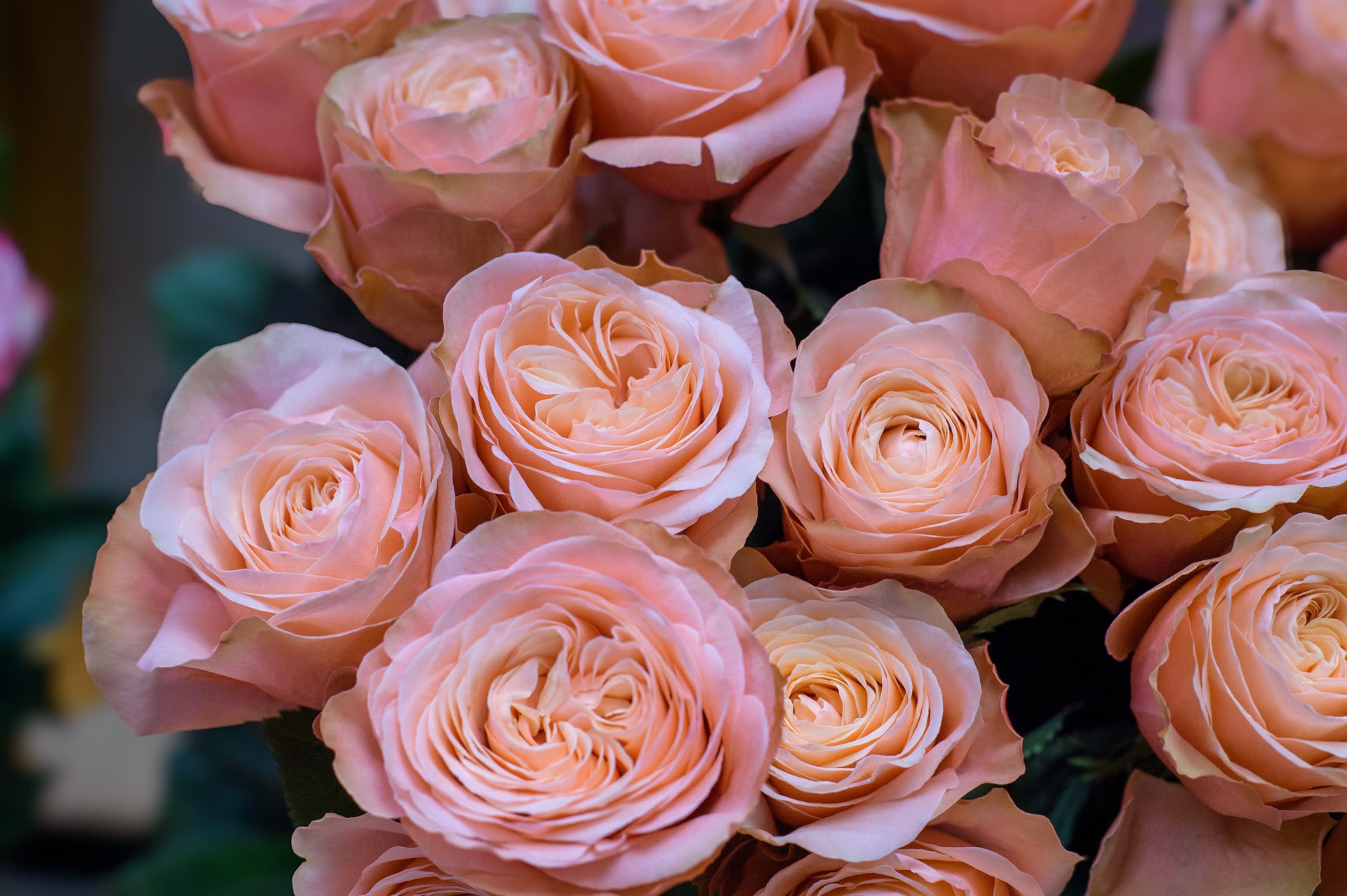 Stimmungsbild Rosen